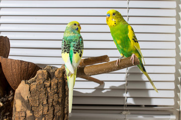 Obraz premium two budgies