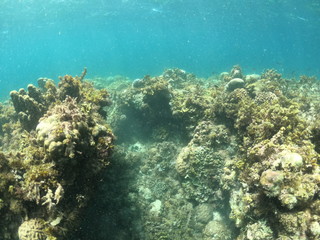 fond marin, snorkeling, Cabilao, Philippines