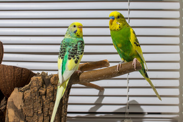 two budgies