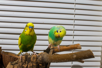 two budgies
