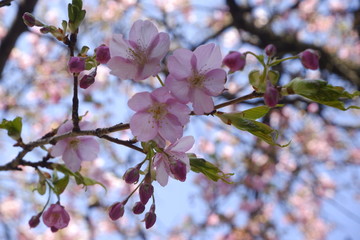 close-up Japan cherry blossom pink flower sakura branch nature background.