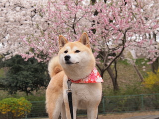愛犬とお花見