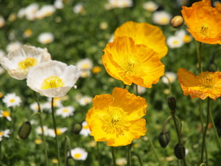 Obraz premium ポピー