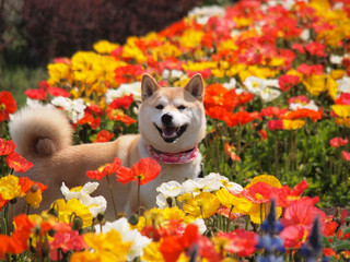 カラフル花壇と柴犬