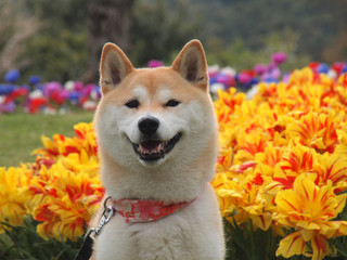 柴犬とチューリップ