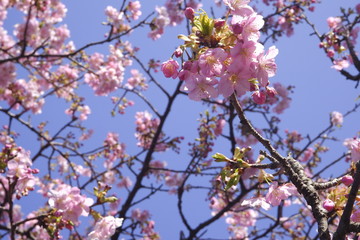 close-up Japan cherry blossom pink flower sakura branch nature background.