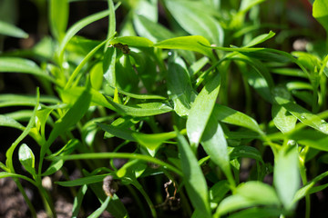 Pepper seedlings - young green foliage of Bulgarian pepper with water droplets on the leaves. Spring plant seedlings, background