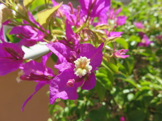 Fiore da giardino