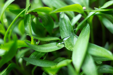 Pepper seedlings - young green foliage of Bulgarian pepper with water droplets on the leaves. Spring plant seedlings, background