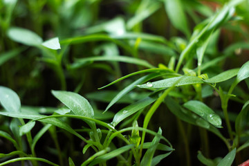 Pepper seedlings - young green foliage of Bulgarian pepper with water droplets on the leaves. Spring plant seedlings, background