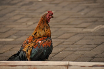 Rooster with a red comb. Poultry. Wild chicken from Indonesia.