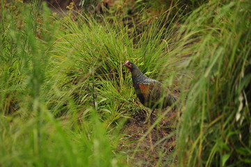 Rooster with a red comb. Poultry. Wild chicken from Indonesia.