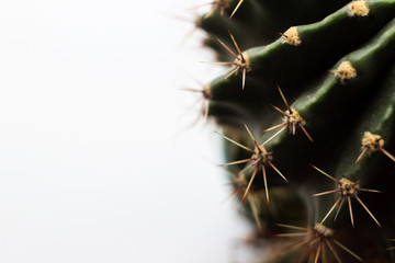 Round green cactus with long spines-needles on a light background, macro