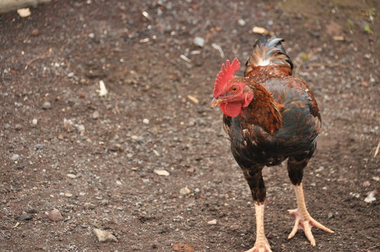 Rooster with a red comb. Poultry. Wild chicken from Indonesia.