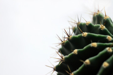 Round green cactus with long spines-needles on a light backgroun