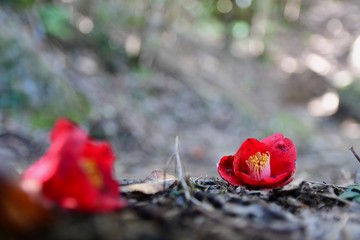 Camelia