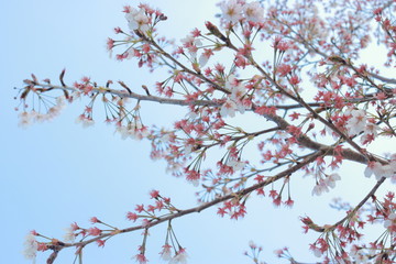 幻想的でかっこいい春の桜