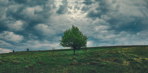 Spring panoramic landscape with lonely growing apple tree on a background of dark stormy clouds in...