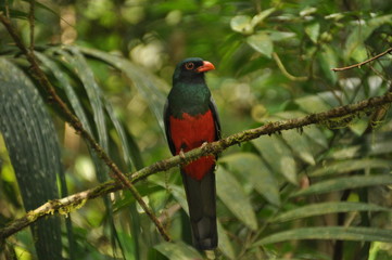 Slaty-tailed trogon perched on a branch in a tropical forest in Gamboa in Panama