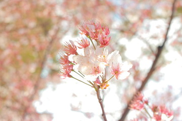 幻想的でかっこいい春の桜
