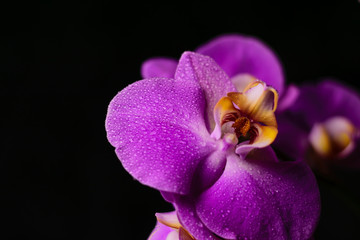 Fototapeta na wymiar purple, pink orchid with drops of water on a black background