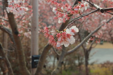 幻想的でかっこいい春の桜