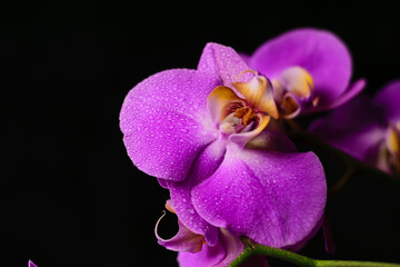 Naklejka na ściany i meble purple, pink orchid with drops of water on a black background