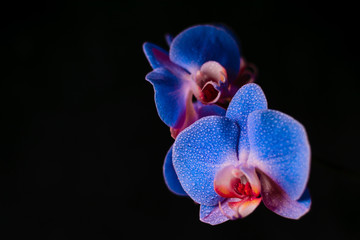 Obraz na płótnie Canvas blue orchid with drops of water on a black background