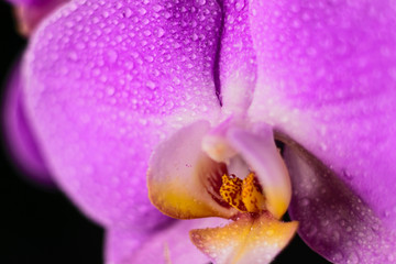 purple, pink orchid with drops of water on a black background