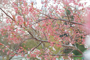 春の訪れを感じる陽気な桜