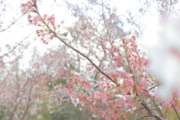 春の風に舞う満開の桜