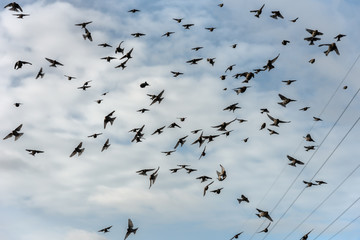 Flock of birds in a sky.