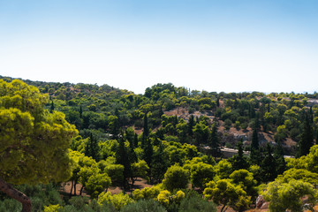 Fototapeta na wymiar beautiful forest in the mountains