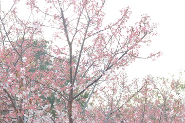 春の風に舞う満開の桜