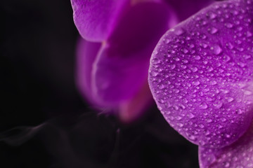 purple, pink orchid with drops of water on a black background