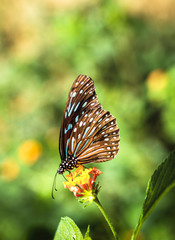 Butterfly feeding on flower