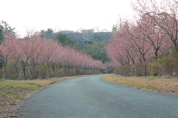 踊る春の桜と夕暮れ時