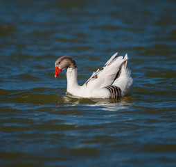 Nice goose swimming in the lake on a spring day
