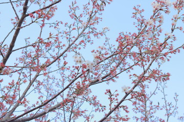 踊る春の桜と夕暮れ時