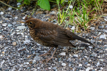 Blackbird