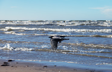 Crow on a beach of Baltic sea.