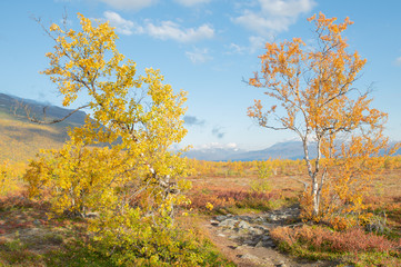 Mountain landscape in autumn. Abisko national park in Sweden.