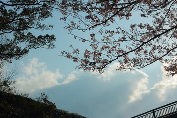 幻想的でかっこいい春の桜