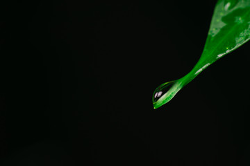 green leaves with drops of water on a black background