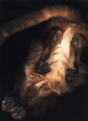 ベンガル猫のお腹