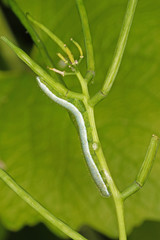 Anthocharis cardamines (LINNAEUS, 1758) Aurorafalter, Raupe DE, NRW, Leverksuen 04.06.2016
