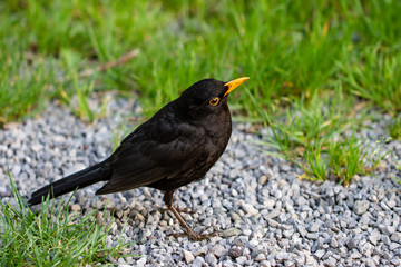 Obraz premium Blackbird