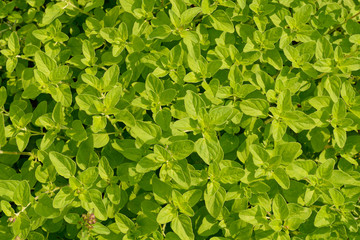 Mint leaves solid carpet on the ground. View from above.