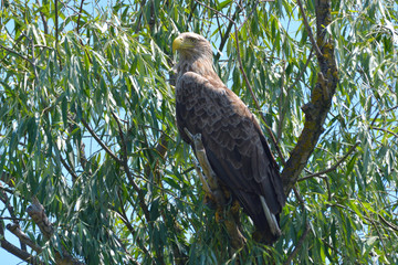 White Tailed Eagle on a branch