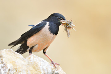 Rosy starling (Pastor roseus)